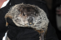 Punxsutawney Phil