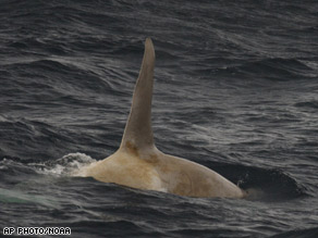 White Killer Whale (AP Photo)